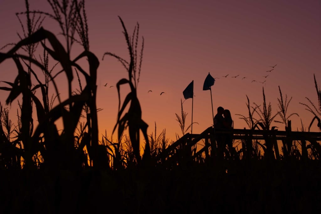 An aMAZEing Afternoon With Erin & Rob - A Central Mass Corn Maze Engagement Session